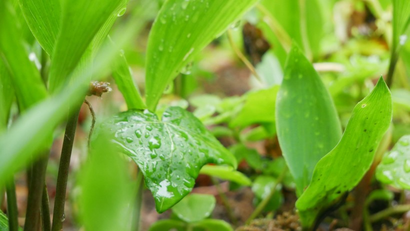 雨後綠葉圖片