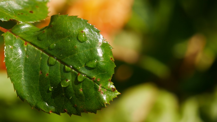 雨後綠葉圖片