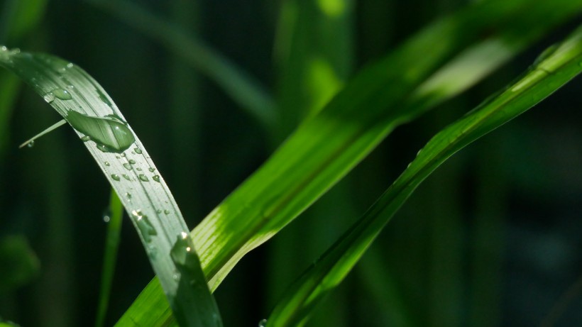 雨後綠葉圖片