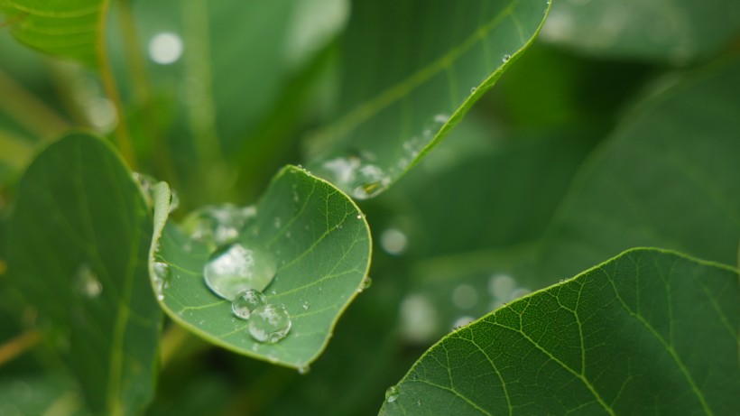 雨後綠葉圖片