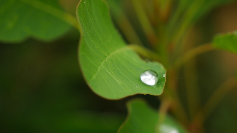 雨後綠葉圖片