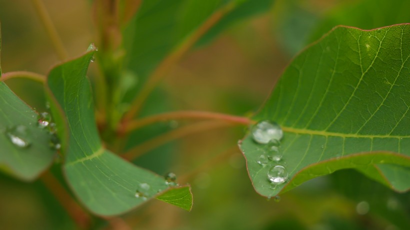 雨後綠葉圖片