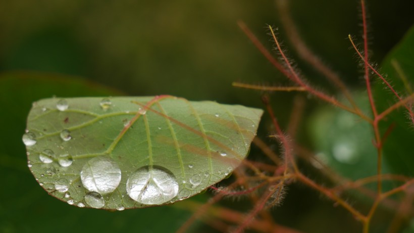 雨後綠葉圖片