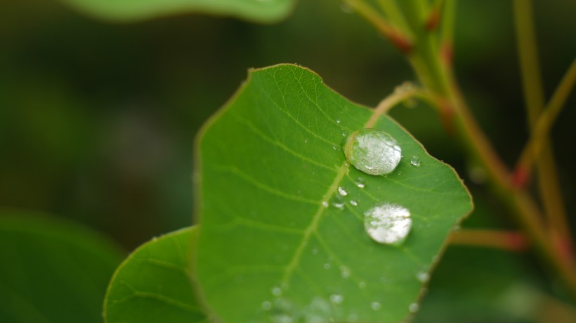 雨後綠葉圖片