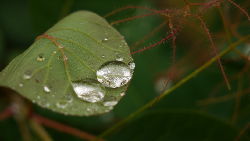 雨後綠葉圖片