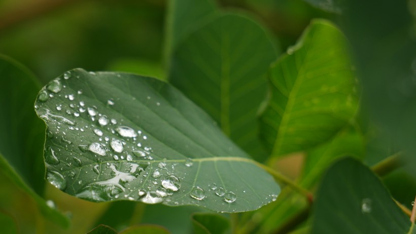 雨後綠葉圖片