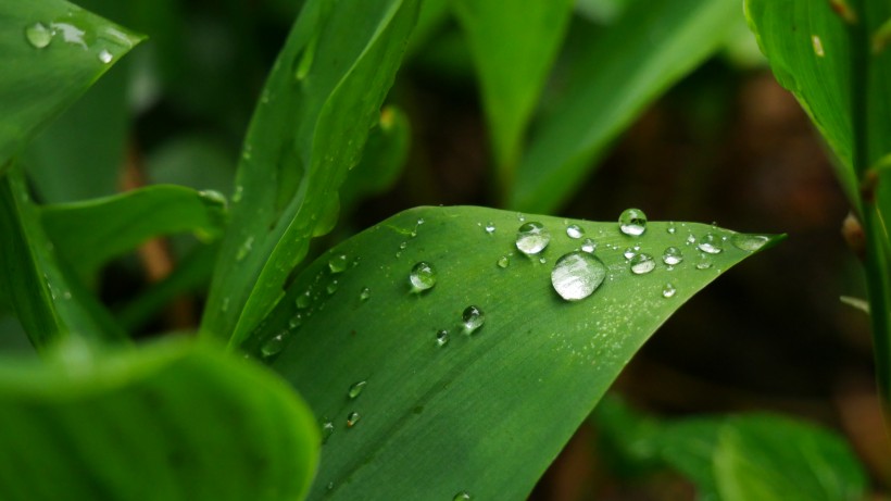 雨後綠葉圖片