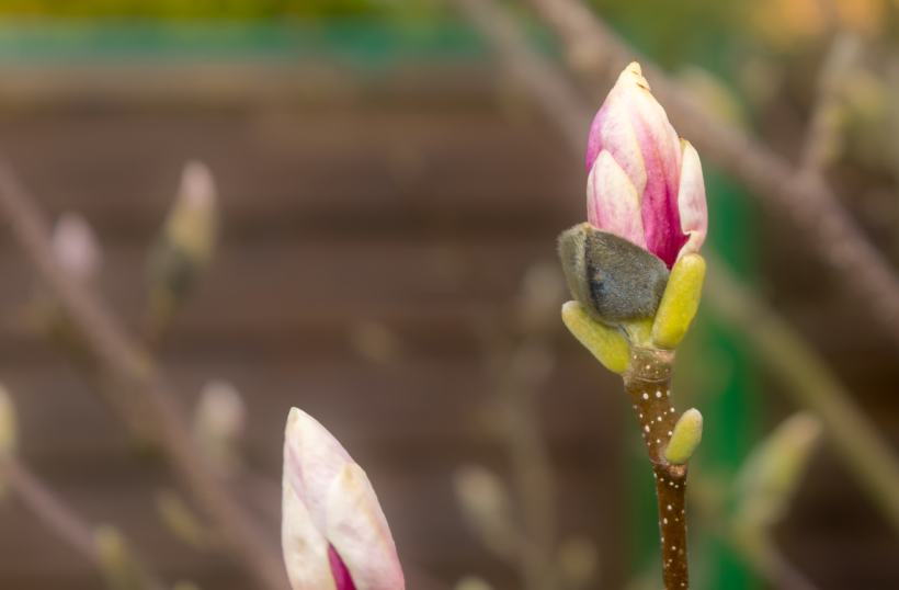 花瓣熱烈綻放的玉蘭花圖片