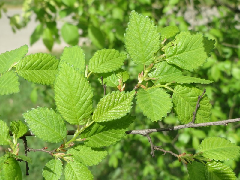 榆樹綠色樹葉圖片