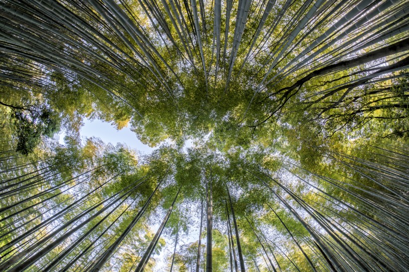 翠綠的竹林圖片