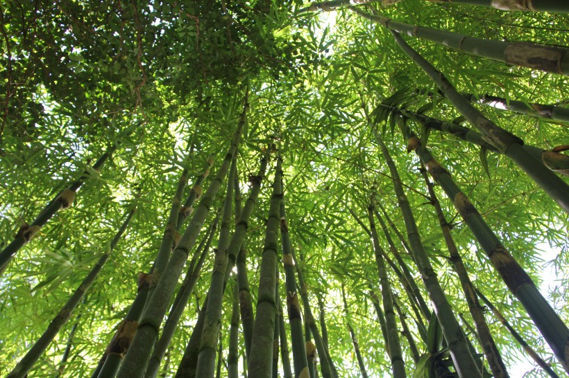 翠綠的竹林圖片