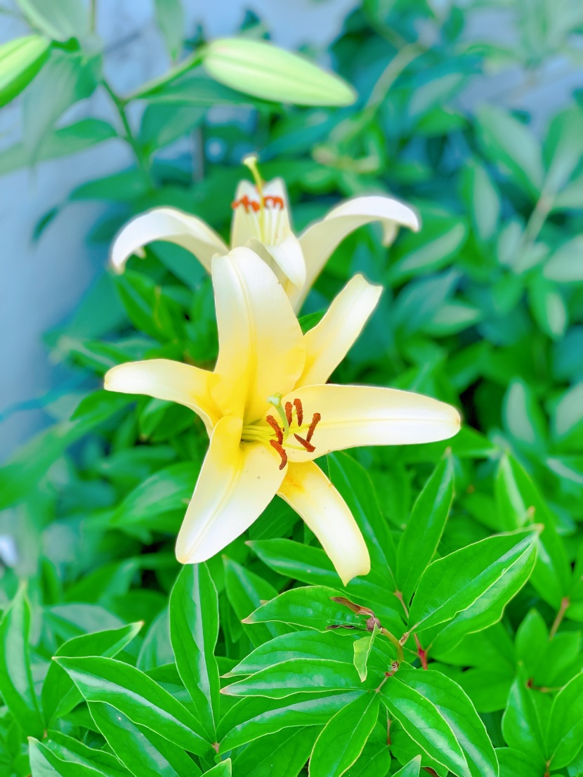 清麗芳香的百合花圖片