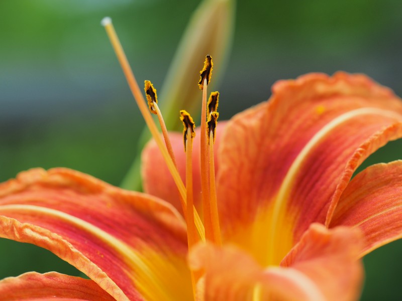 清麗芳香的百合花圖片