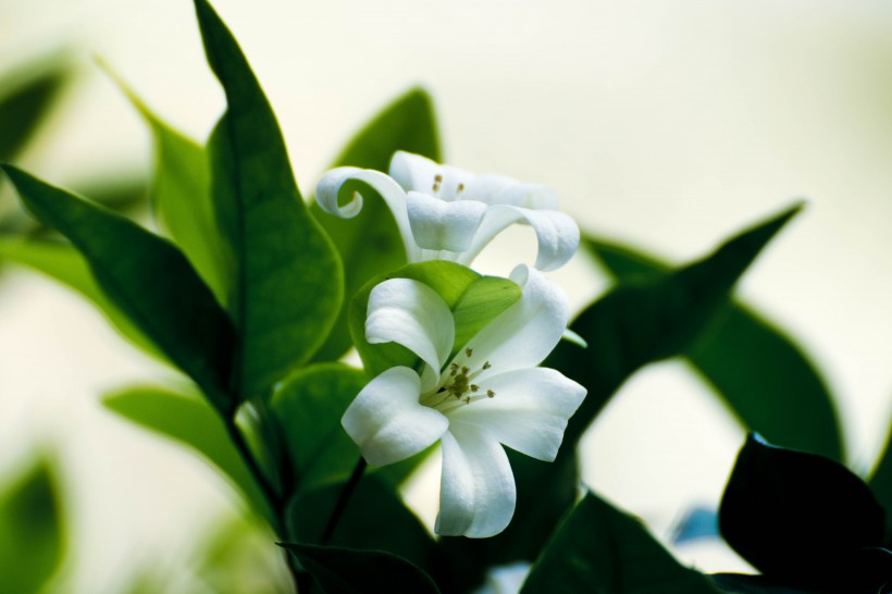 優雅芳香的百合花圖片