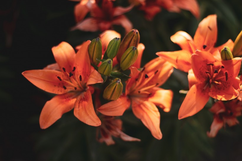 清麗芳香的百合花圖片
