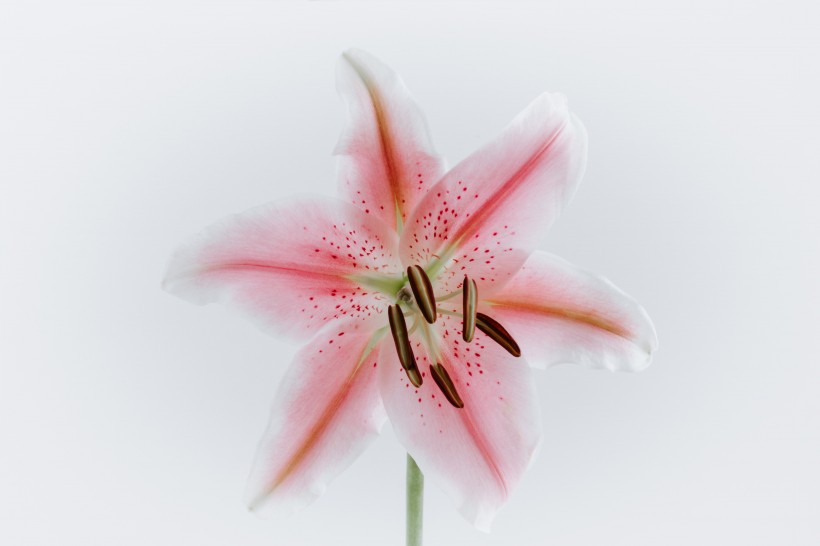 清麗芳香的百合花圖片