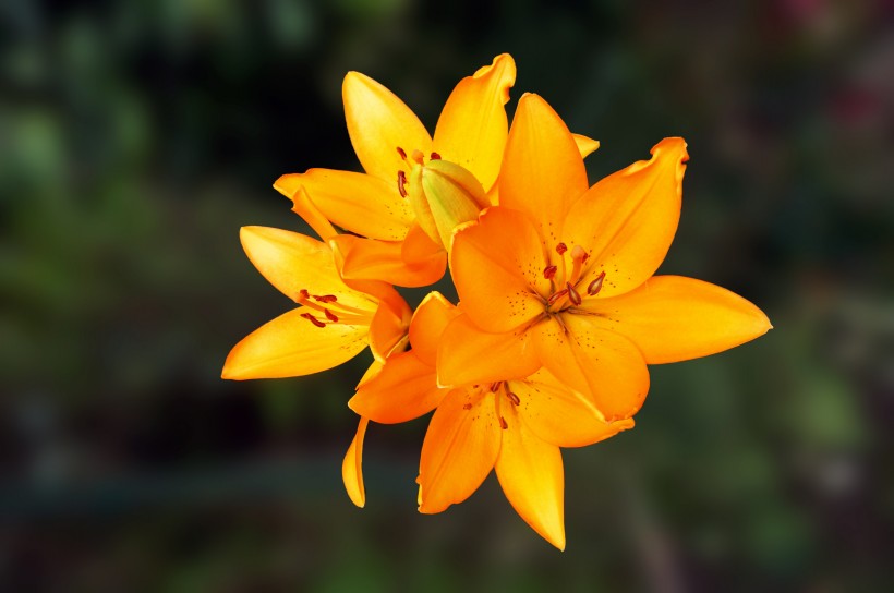 優雅芳香的百合花圖片