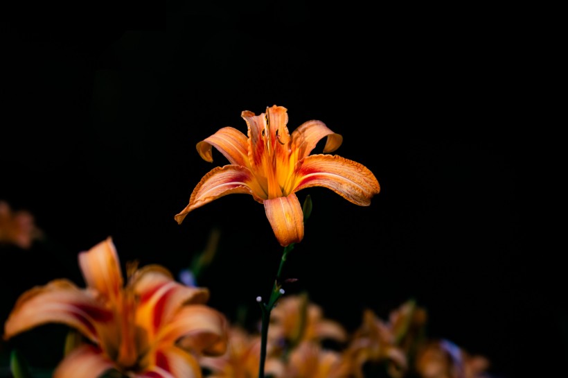 清麗芳香的百合花圖片