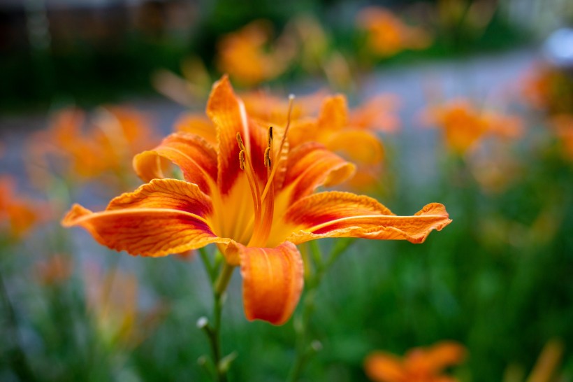 清麗芳香的百合花圖片