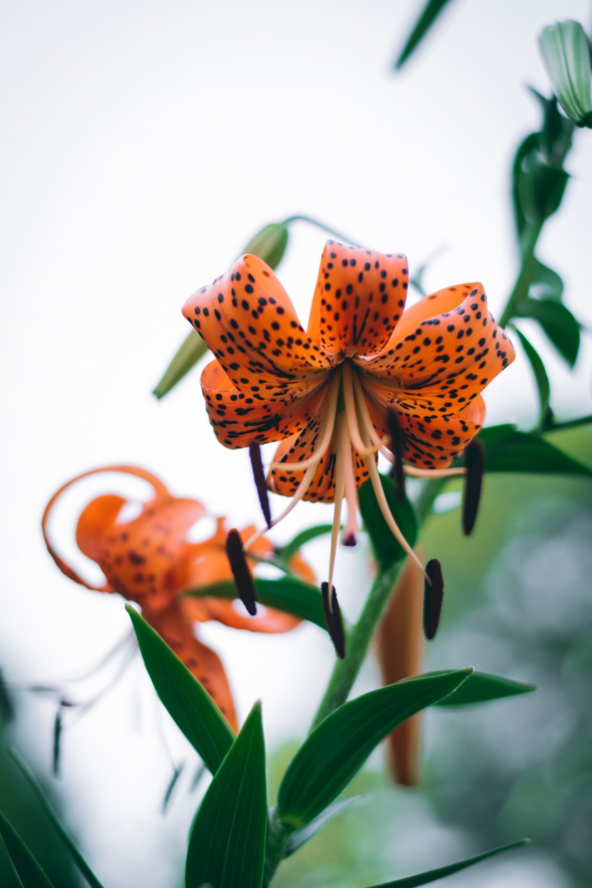 清麗芳香的百合花圖片