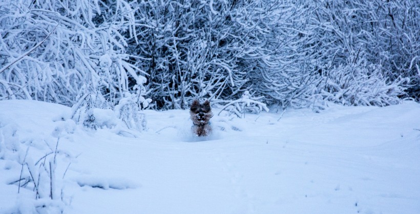 堆滿樹枝的白雪圖片