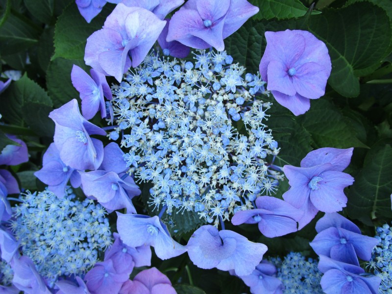 花團錦簇的淡紫色八仙花圖片