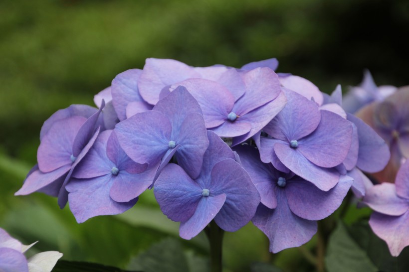 花團錦簇的淡紫色八仙花圖片