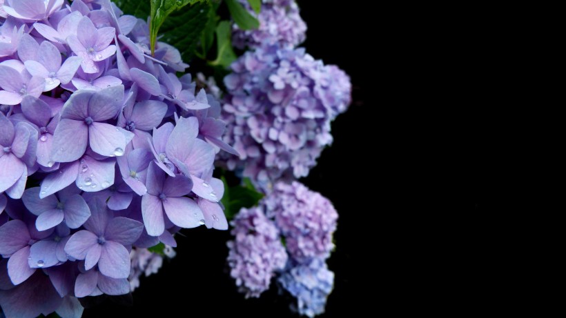 花團錦簇的淡紫色八仙花圖片