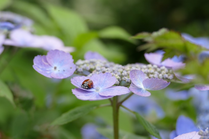 花團錦簇的淡紫色八仙花圖片