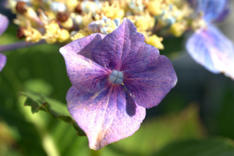 花團錦簇的淡紫色八仙花圖片