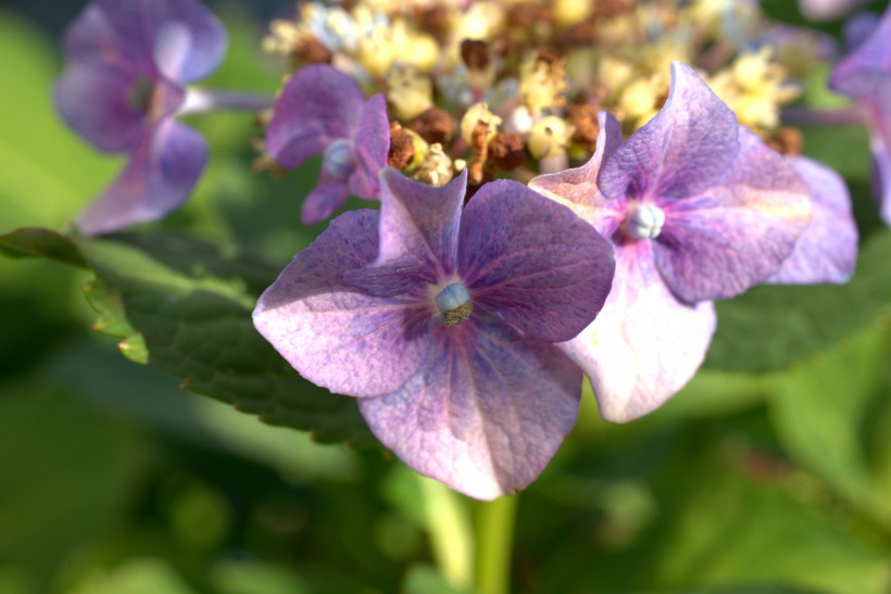 花團錦簇的淡紫色八仙花圖片