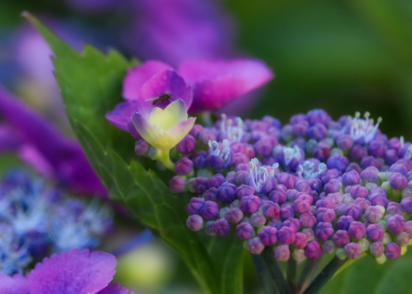 花團錦簇的淡紫色八仙花圖片