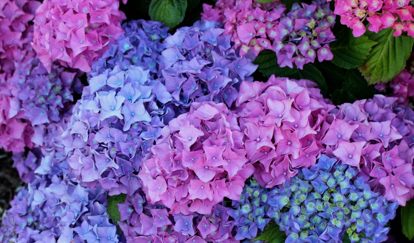 花團錦簇的淡紫色八仙花圖片
