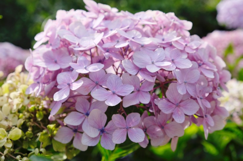 花團錦簇的淡紫色八仙花圖片