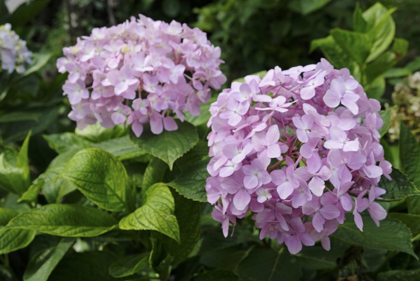 花團錦簇的淡紫色八仙花圖片
