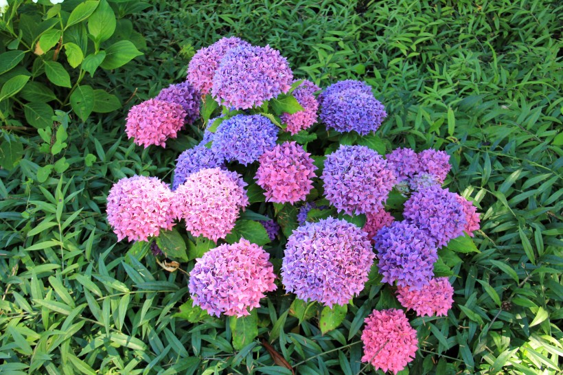 花團錦簇的淡紫色八仙花圖片