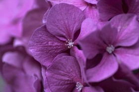 花團錦簇的淡紫色八仙花圖片