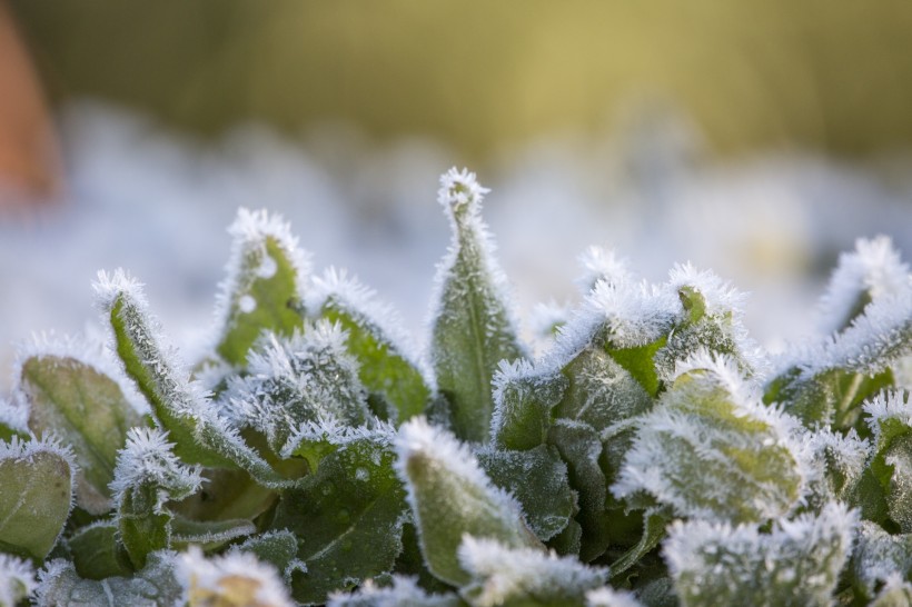 植物冰挂現象圖片