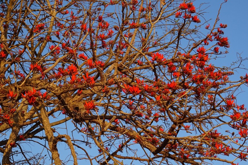 熱情似火紅色的刺桐圖片