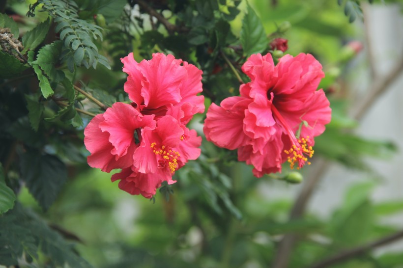 清新嬌豔的芙蓉花圖片