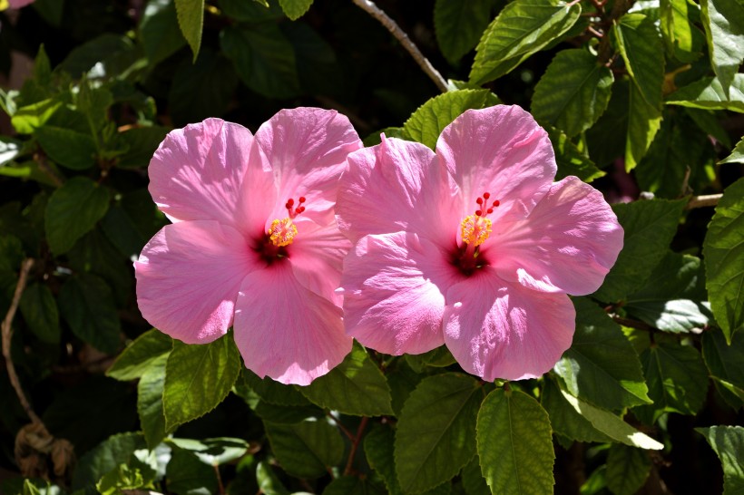 清新嬌豔的芙蓉花圖片