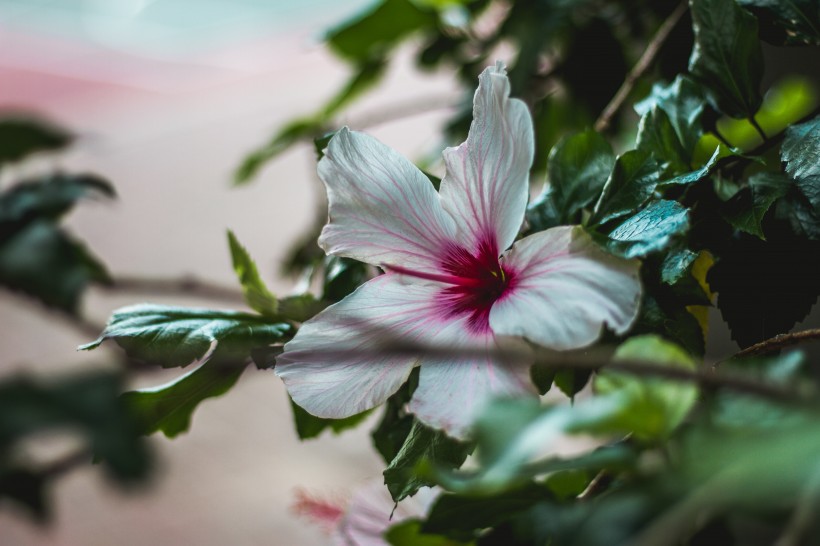 清新嬌豔的芙蓉花圖片