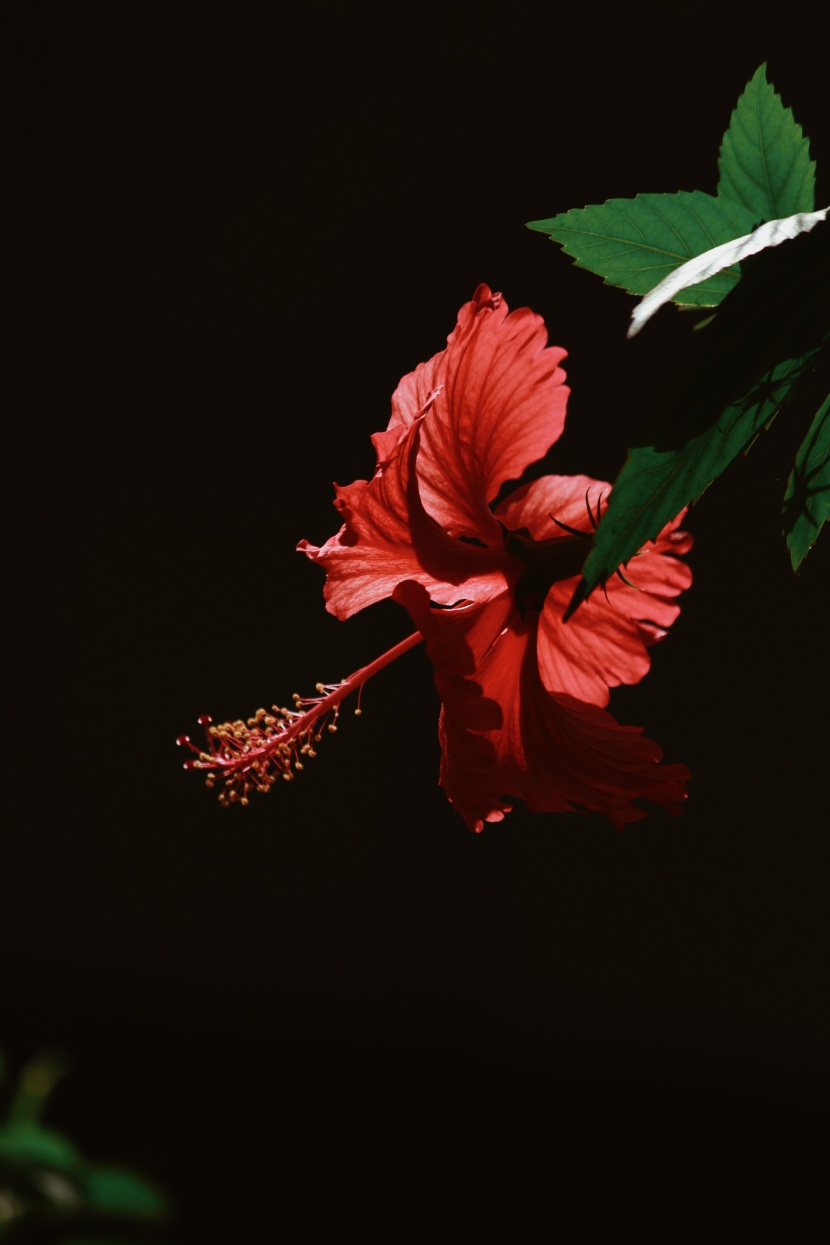 清新嬌豔的芙蓉花圖片