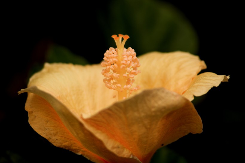 清新嬌豔的芙蓉花圖片