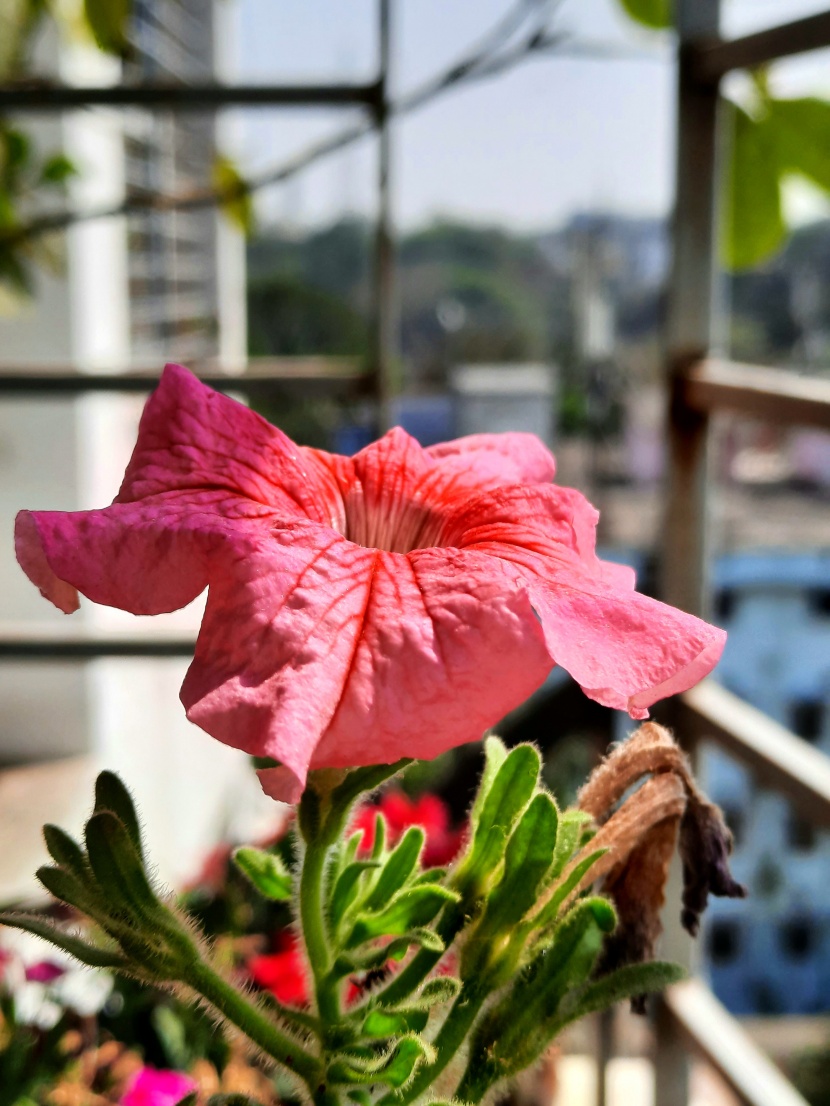 清新嬌豔的芙蓉花圖片
