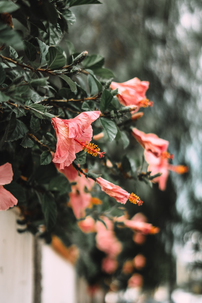 清新嬌豔的芙蓉花圖片