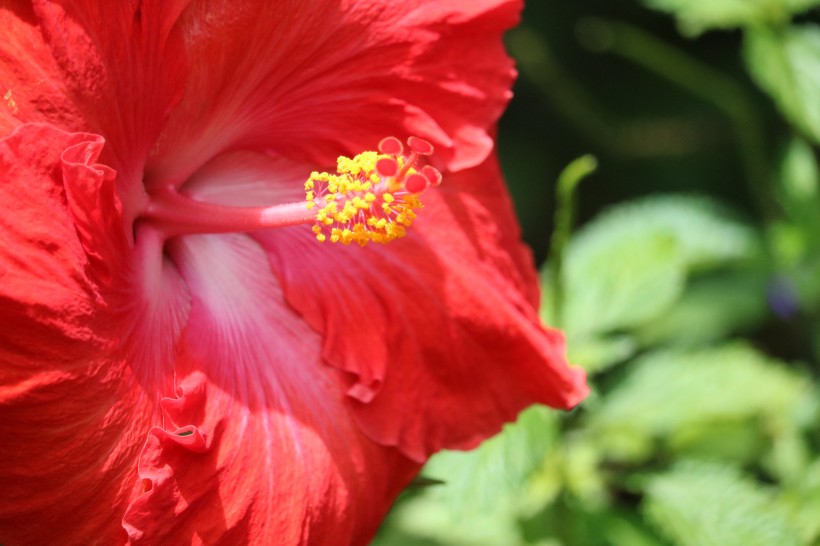 清新嬌豔的芙蓉花圖片