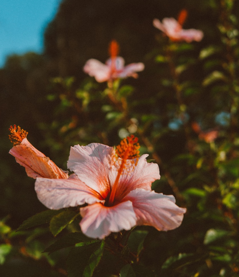 清新嬌豔的芙蓉花圖片
