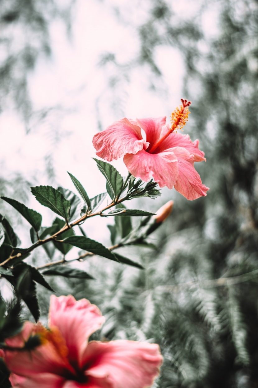 清新嬌豔的芙蓉花圖片