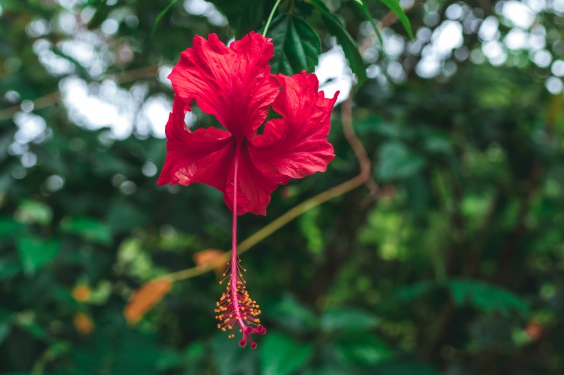 清新嬌豔的芙蓉花圖片